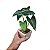 Conjunto 3 Mini Vasos Copo de Leite Alocasia e Caladio Artificiais - Imagem 5