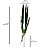Folha de Orquídea Cimbidium x6 Com Raiz Artificial - Imagem 5