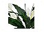 Lírio Da Paz Artificial 65cm Com 29 Folhas E 6 Flores - Imagem 2