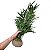 Muda Mini Bambu Artificial Com Base 65CM - Imagem 2