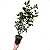Cheflera Scheflera Arboricola Artificial Premium 95CM - Imagem 3