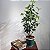 Cheflera Scheflera Arboricola Artificial Premium 95CM - Imagem 4