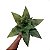 Galho de Dracena Artificial Premium Toque Real 80CM - Imagem 4
