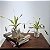 Planta Carnívora Nepenthes Artificial Premium Kit com 6 - Imagem 2