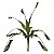 Planta Carnívora Nepenthes Artificial Premium Kit com 6 - Imagem 1