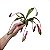 Planta Carnívora Nepenthes Artificial Premium Kit com 6 - Imagem 8