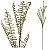 Galho de Samambaia Artificial Premium 80CM Kit com 6 - Imagem 1