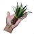 Mini Agave Artificial Premium Soft-touch Kit Com 2 - Imagem 2