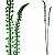 Suculenta Rabo de Burro Artificial Premium Exótica 70CM Kit Com 2 - Imagem 1
