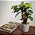 Mini Bananeira Artificial Realista Premium Luxo 45CM - Imagem 2