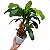 Mini Bananeira Artificial Realista Premium Luxo 45CM - Imagem 6