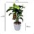 Mini Bananeira Artificial Realista Premium Luxo 45CM - Imagem 7