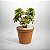 Rosa de Pedra com 3 Flores Suculenta Artificial Premium Luxo - Imagem 3