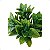 Buquê Verde Folhas de Laranjeira Artificial Planta KIT - Imagem 7