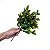 Buquê Verde Folhas Laranjeira Artificial Planta KIT - Imagem 6