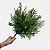 Buquês de Folhas Verdes Folhagem Artificial Premium KIT - Imagem 5