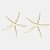 Estrela Do Mar Decorativa Artificial Premium Resina Praia - Imagem 1