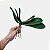 Folha de Orquídea Phalaenopsis Com Raíz Premium Luxo - Imagem 4