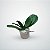 Folha de Orquídea Phalaenopsis Com Raíz Premium Luxo - Imagem 3