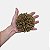 Flor de Allium Pompom Dourado Artificial  Premium Glitter - Imagem 3