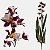 Orquídea Oncidio Oncidium Folhas Artificial Premium Grande - Imagem 7
