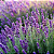 Home Spray - Lavanda e Sândalo - Imagem 2