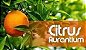 Citrus Aurantium 300mg; Chá Verde 250mg - Imagem 6