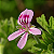 Terra Flor Óleo Essencial de Gerânio Roseum GT Índia 5ml - Imagem 2