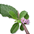 Terra Flor Óleo Essencial de Verbena Índia 5ml - Imagem 2