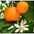 Phytoterápica Óleo Essencial de Mandarina Vermelha Orgânico 10ml - Imagem 3