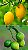 Puravida Natural Pure Shampoo Manuya Lemon 250ml - Imagem 6