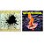 Kit Cd Faith no More The Real Thing + Introduce Yourself - Imagem 1