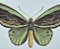 Azulejo Borboleta - Imagem 2