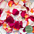 Pétalas de Rosas - Cores diversas - Imagem 1