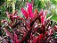 Peregun Roxo / Dracena - Imagem 2