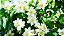 Jasmim (Flores) - Imagem 2