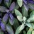 Salvia officinalis (Folhas) - Imagem 2