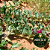 Garra do Diabo Africana (Raiz) 500g - Imagem 2