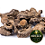 Garra do Diabo Africana (Raiz) 500g - Imagem 1