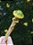 Caneta Cogumelo Verde 💚🍄 (único) - Imagem 1