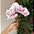 Ramalhete magnólia rosa - Imagem 2
