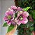 Ramalhete com 3 hastes de flor - Imagem 1