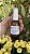 Sérum Facial com Ácido Hialurônico 30 ml - Imagem 1