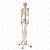 Esqueleto Humano Padrão de 1,70 cm C/ Suporte, Haste e Rodas SD-5000- SDORF - Imagem 1