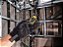 Trena a Laser 16 Metros - Dw055pl - Dewalt - Imagem 9