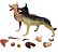 Anatomia Do Cachorro  11 Partes B152 - Mogiglass - Imagem 1