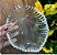 PRATO DECORATIVO DE CRISTAL LYOR LEAF 21X17CM - Imagem 2