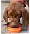 Prato dobrável de Silicone próprio para cães coloca agua e comida tigela portátil camping ao ar livre Pet Bowl com mosquetão - Imagem 1