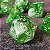 Sortilégio Druidico - Set completo com 7 Dados de RPG Entrega Imediata - Imagem 2