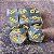 Véu de Aelindor - Set Dados RPG - O Um Anel - Entrega Imediata - Imagem 2